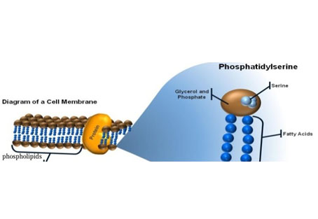 Do you really know Phosphatidylserine?